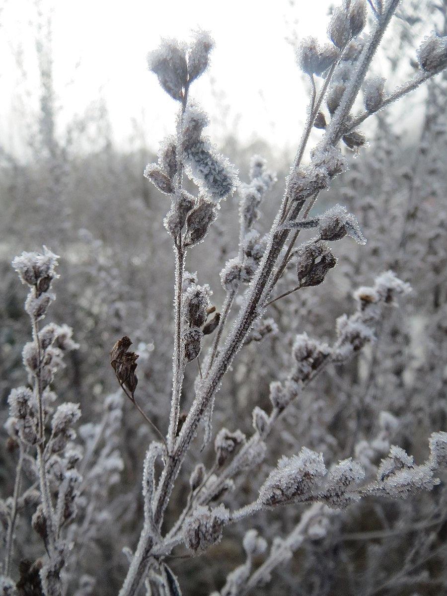 Winter Interest Plants