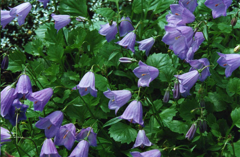 Bellflower