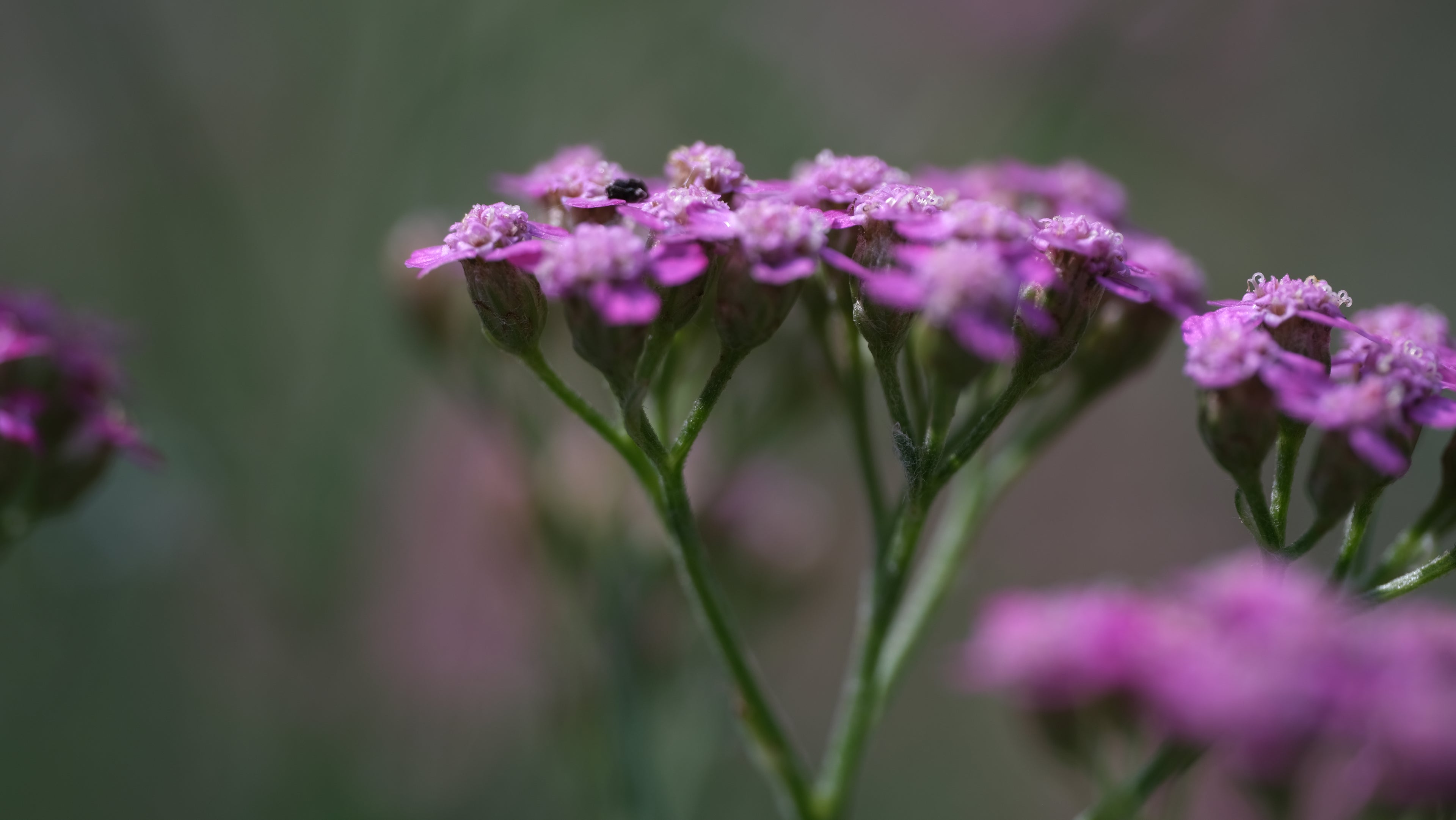 Yarrow