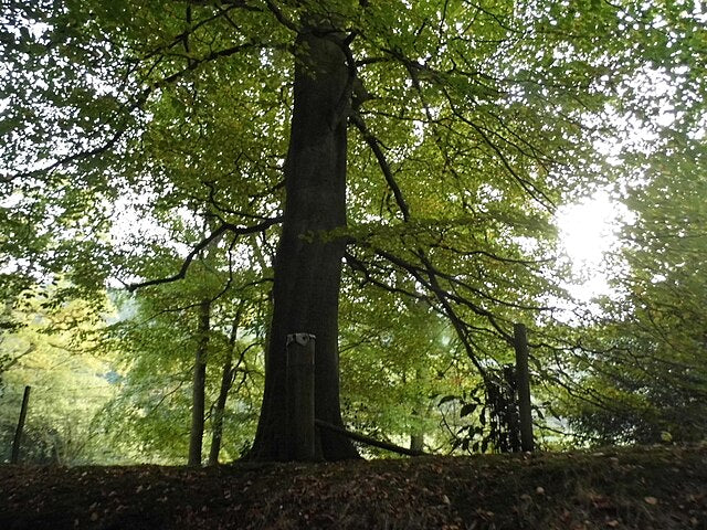 Trees
