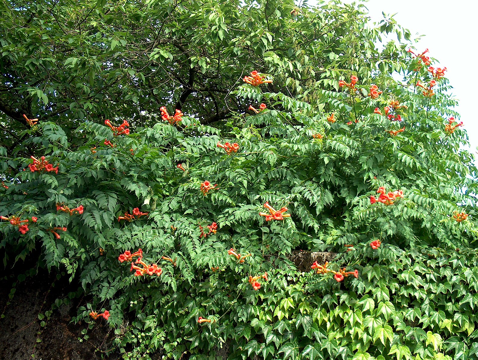 Vines