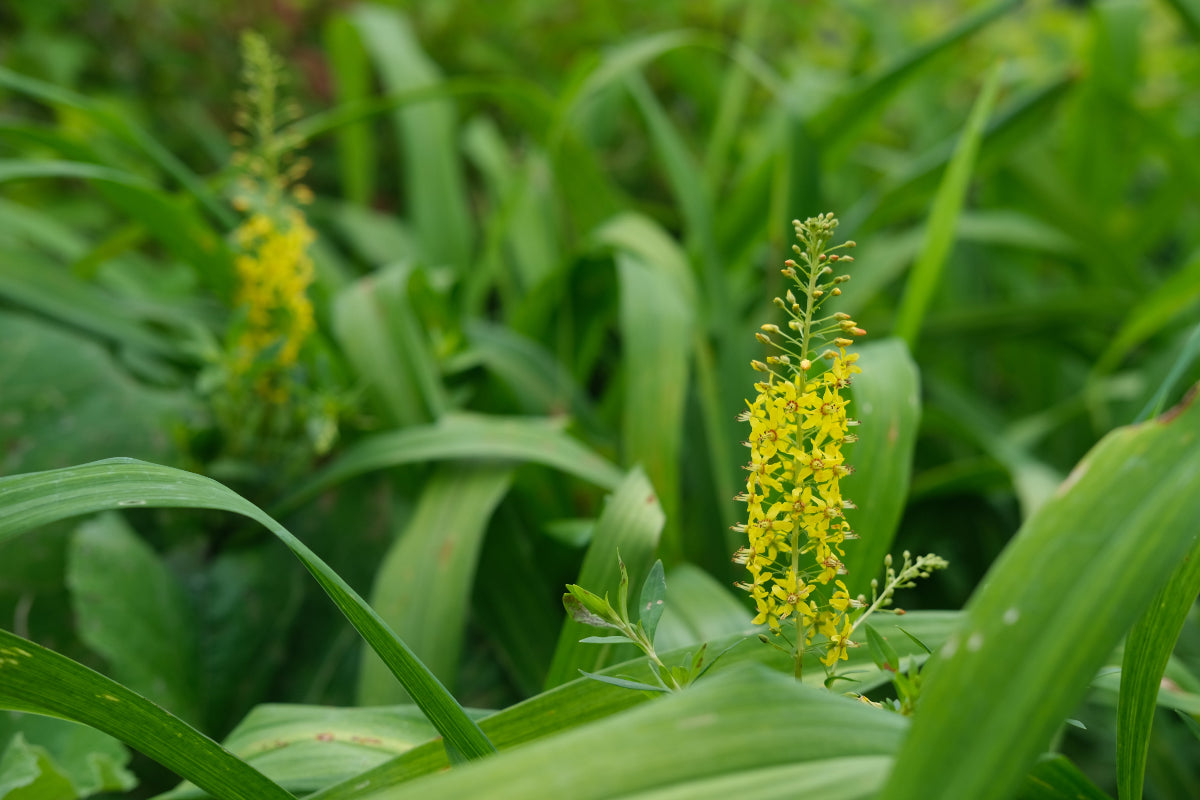 Yellow Lysimachia terestris blooms growing in a moist garden.