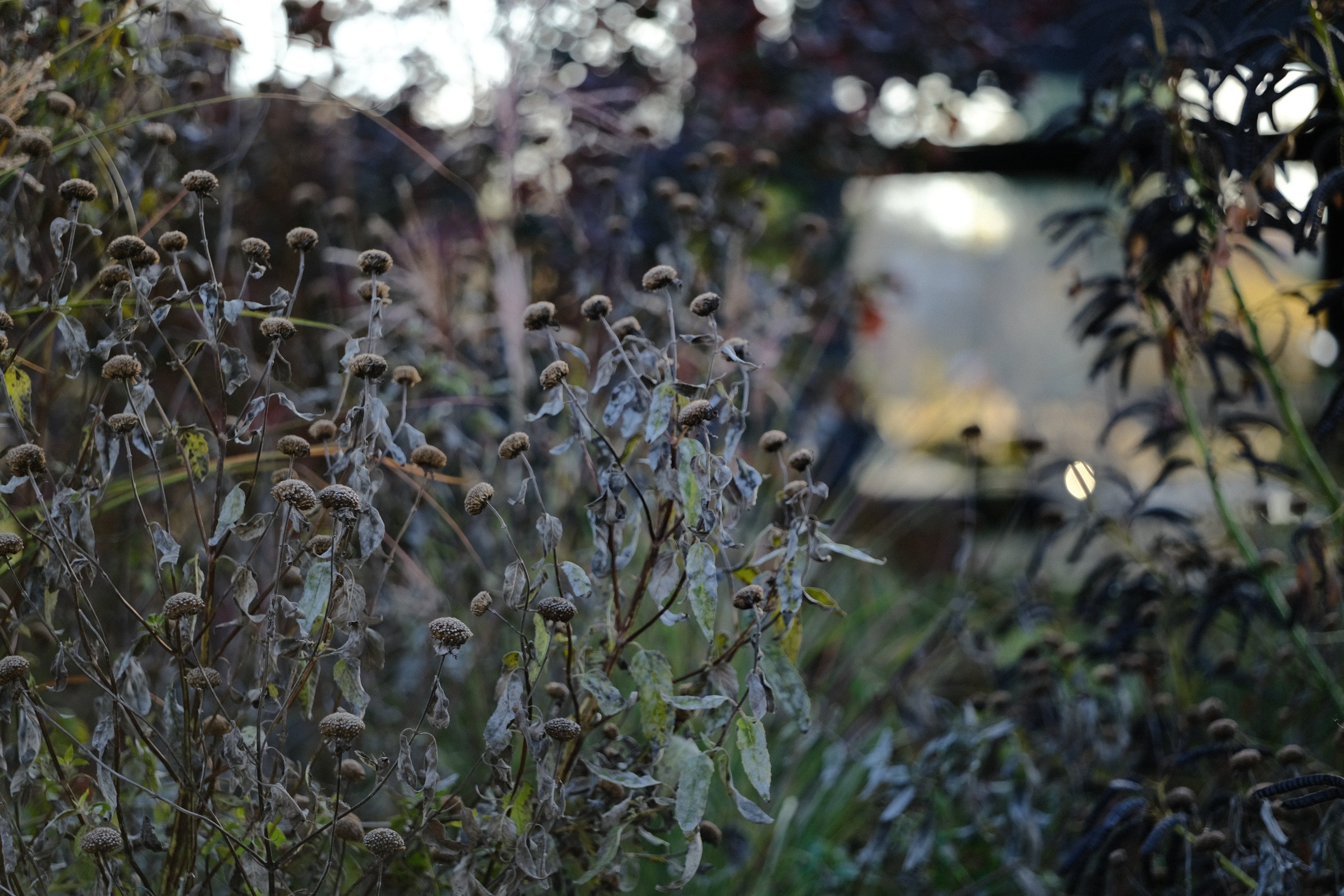 The late fall garden showing seed heads and frost.