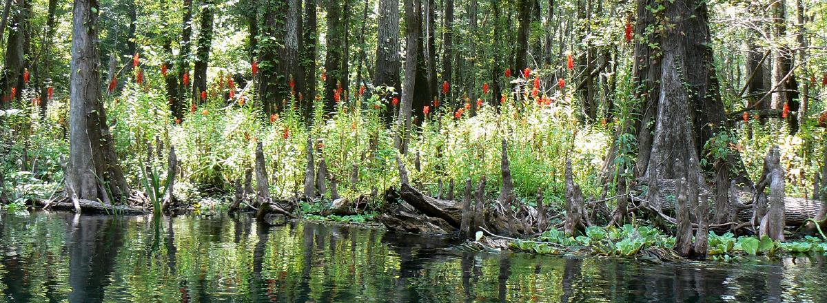 Lobelia cardinalis | cardinal flower