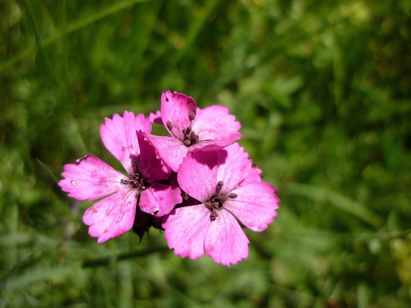 Dianthus barbatus, mix | sweet william