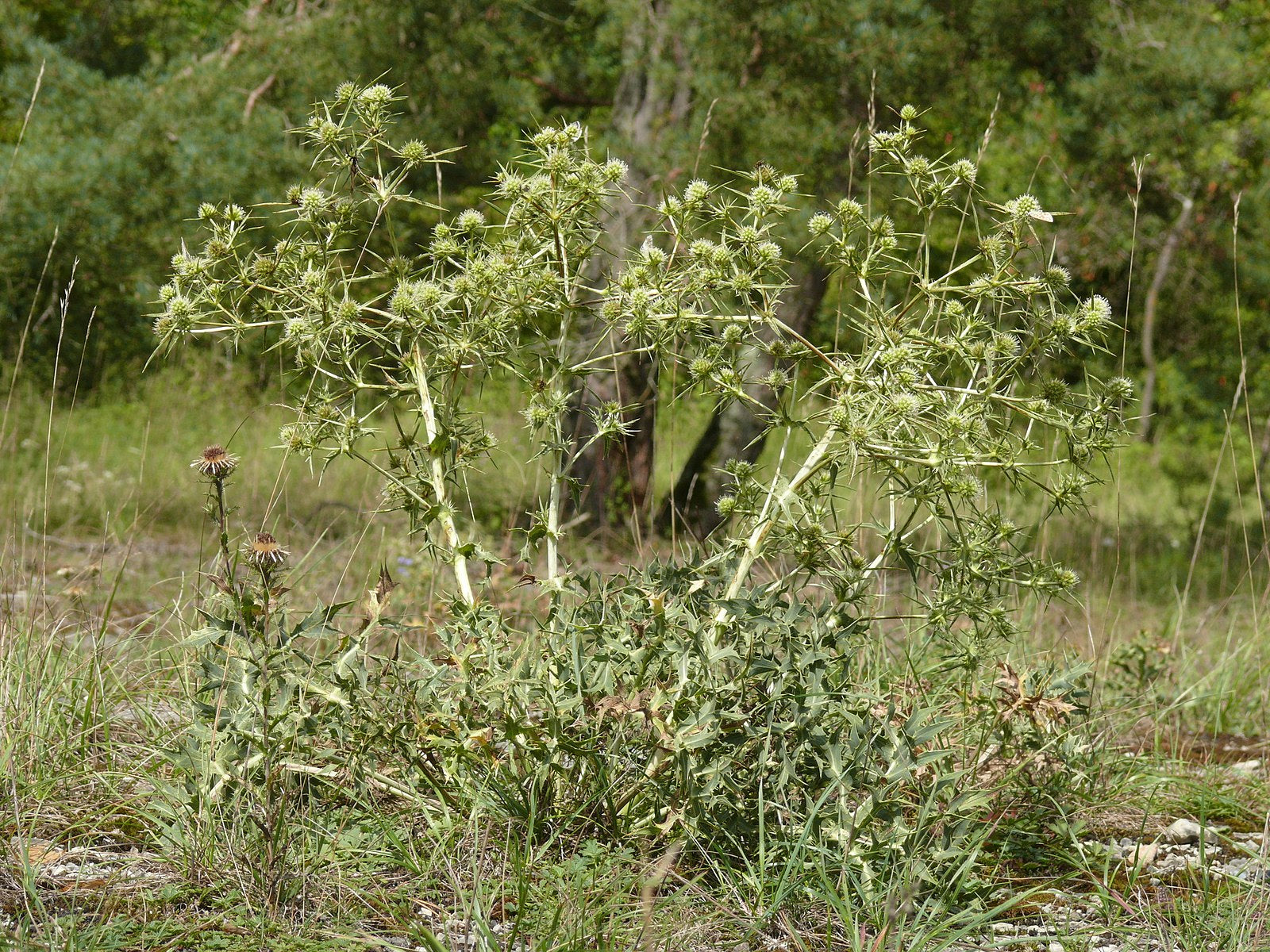 Field Eryngo growing in an open field.
