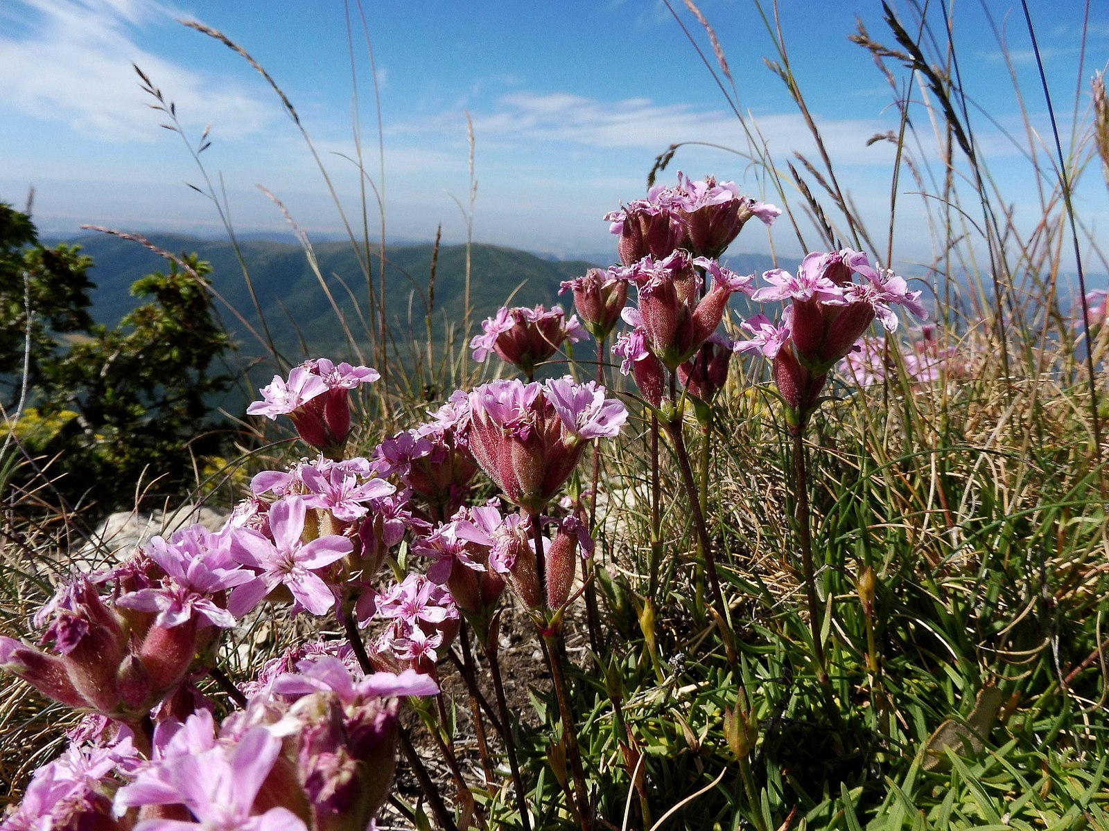 Saponaria caespitosa (Alpine soapwort) in natural habitat