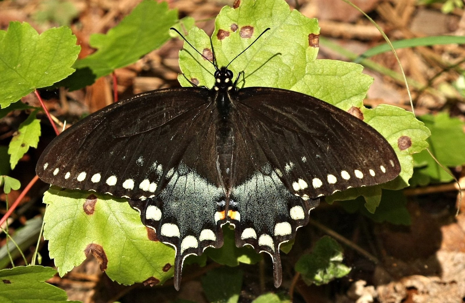 Spicebush Swallowtail butterfly