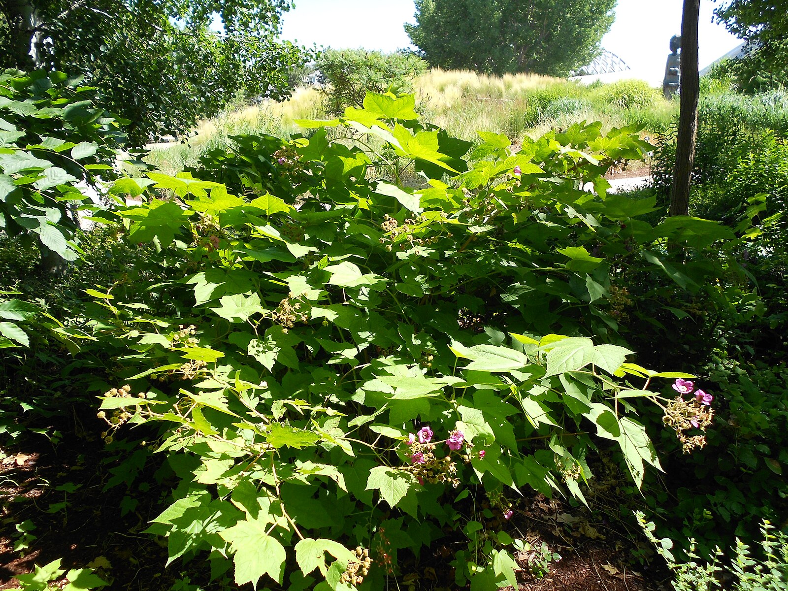 Green leafy Rubus odoratus, commonly known as purple-flowered raspberry, plant with small purple flowers in a garden setting
