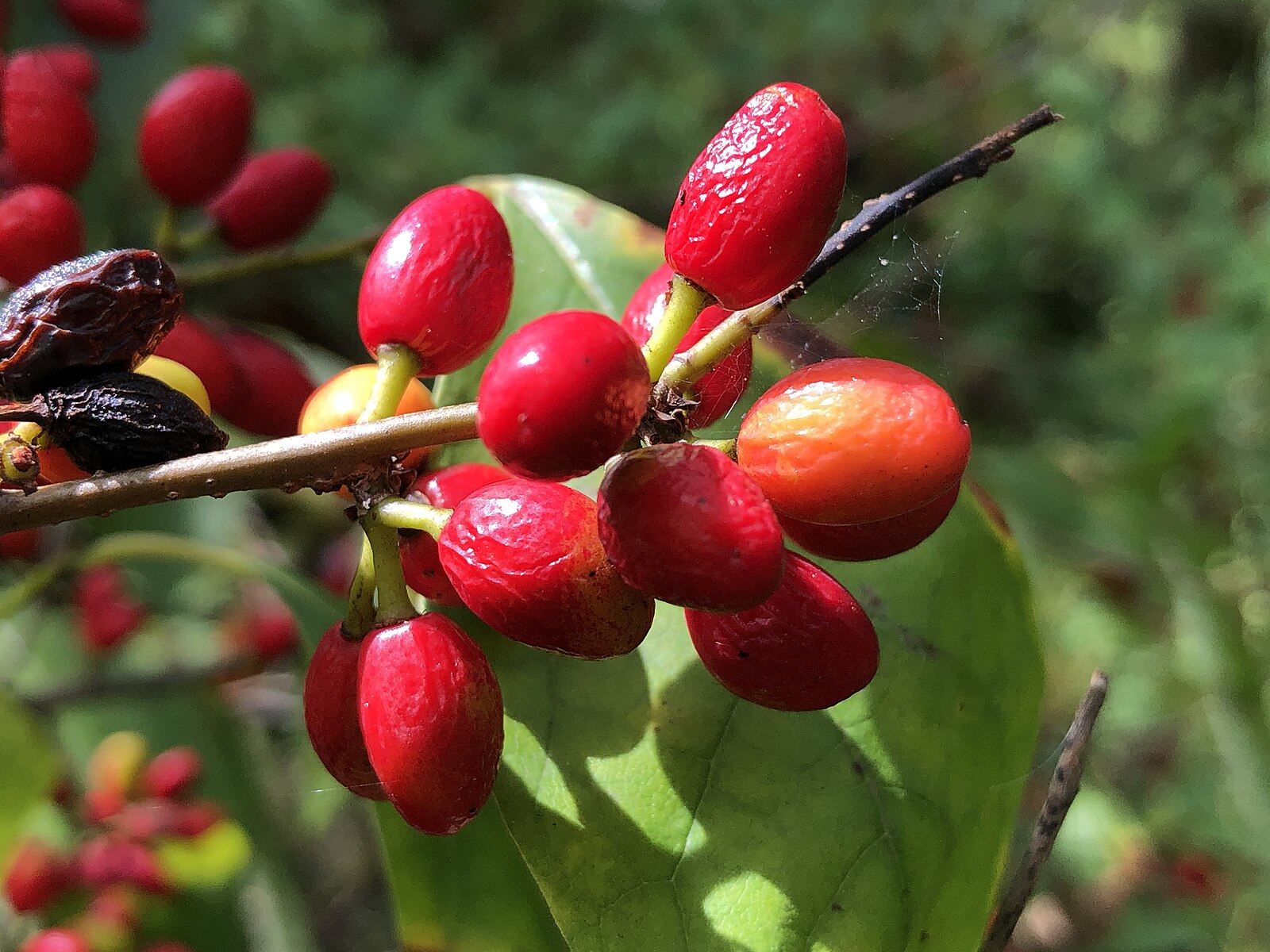 common spicebush fruit