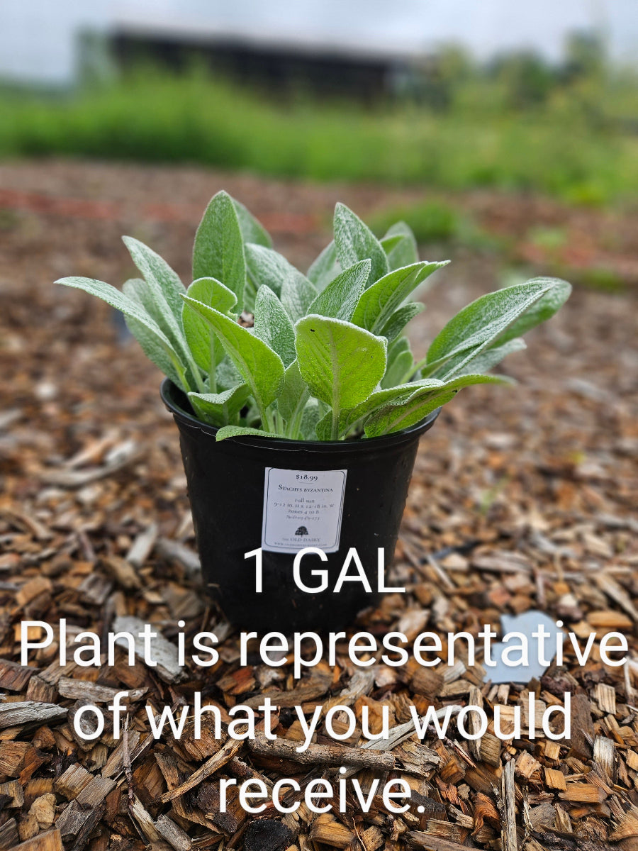 sale size plant in pot
