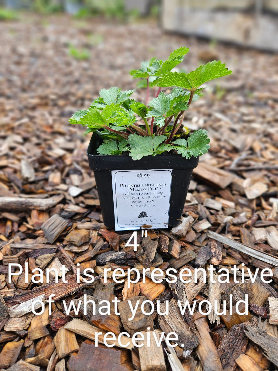 sale size plant in pot