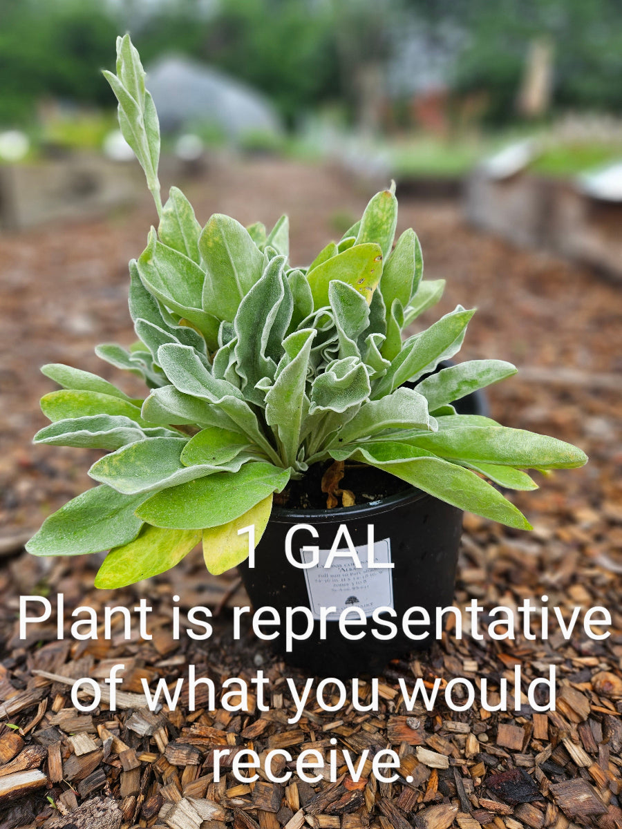 sale size plant in pot