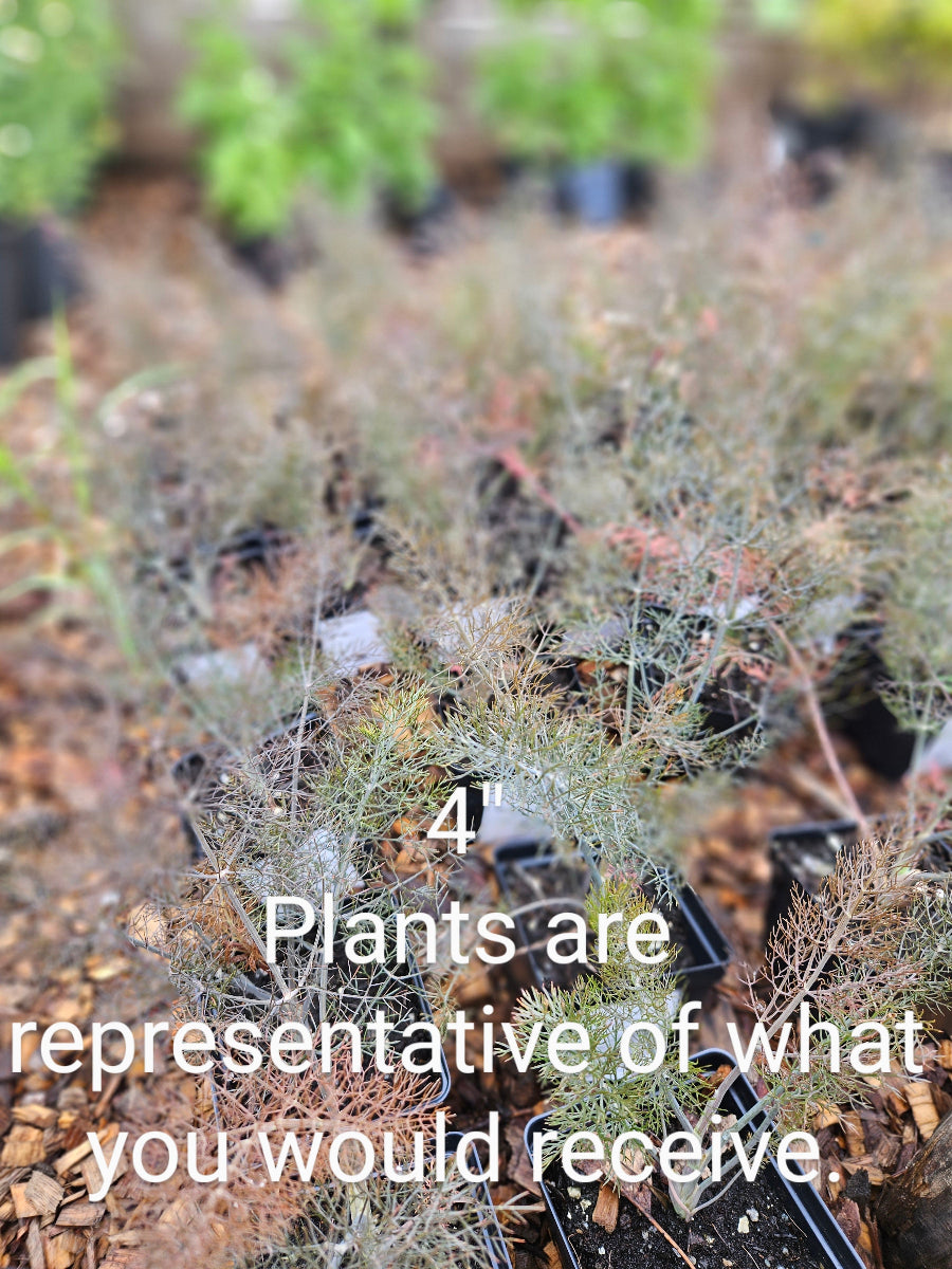 sale size plant in pot