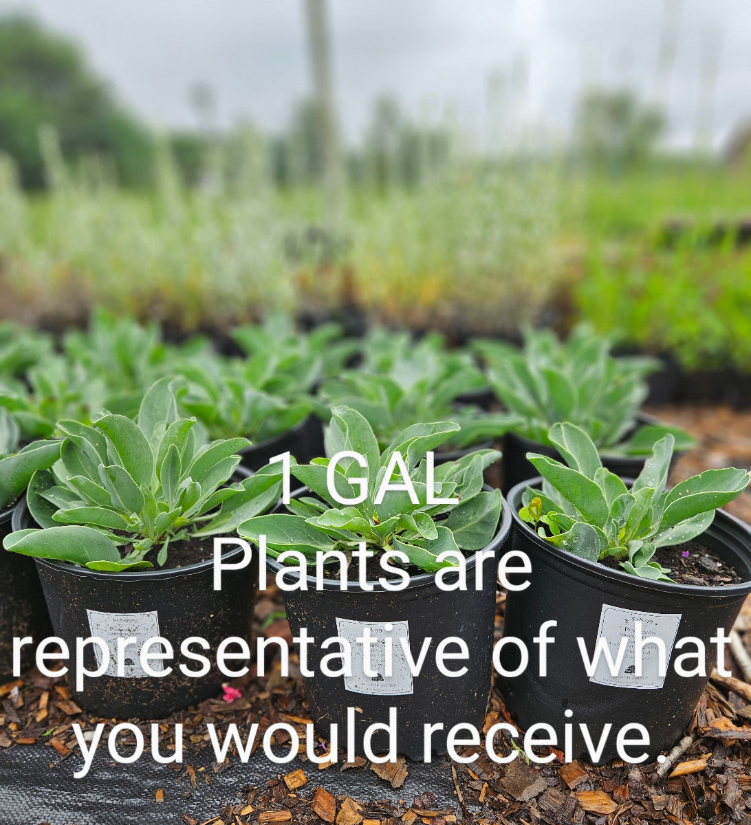 sale size plant in pot