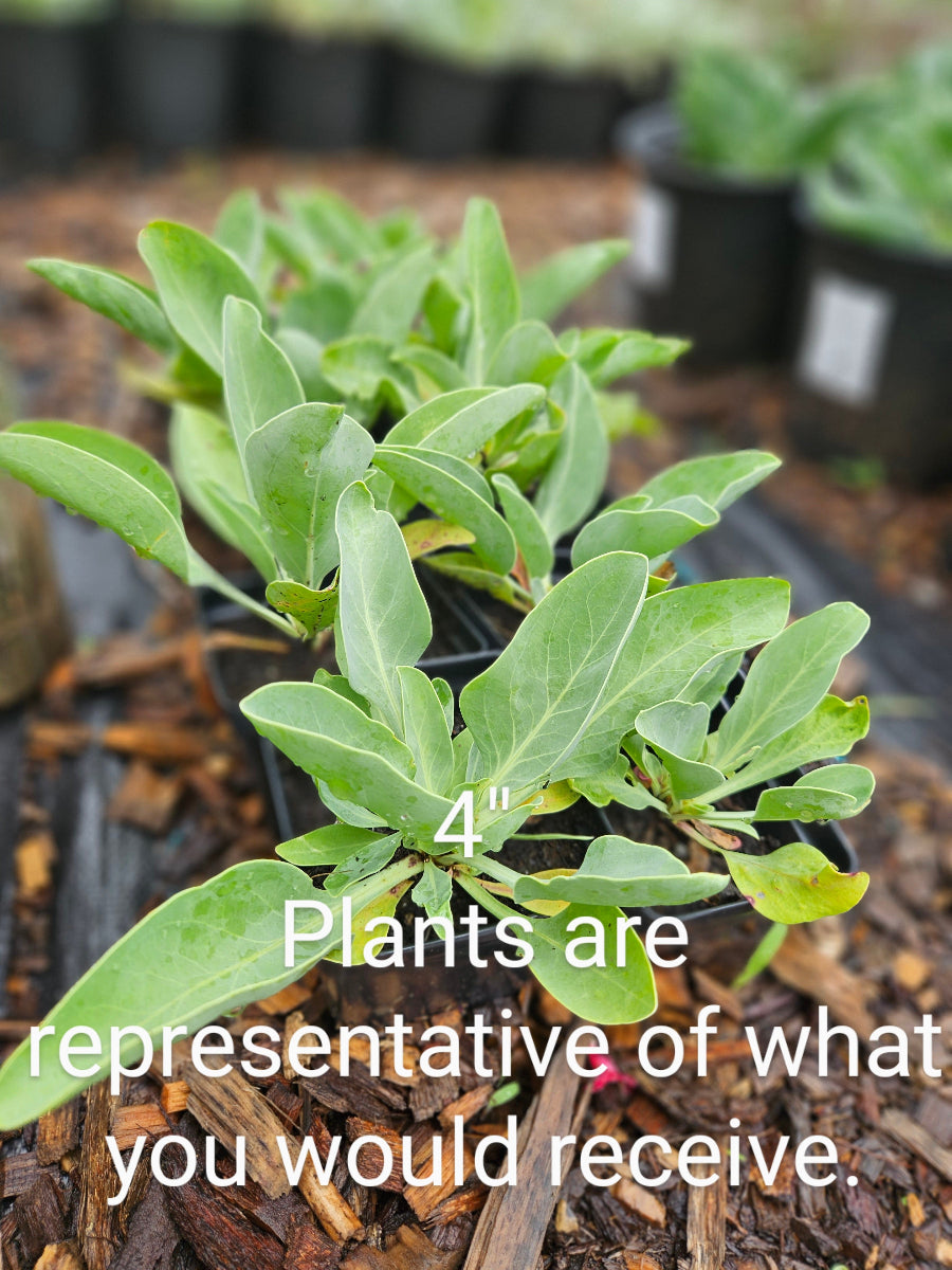 sale size plant in pot