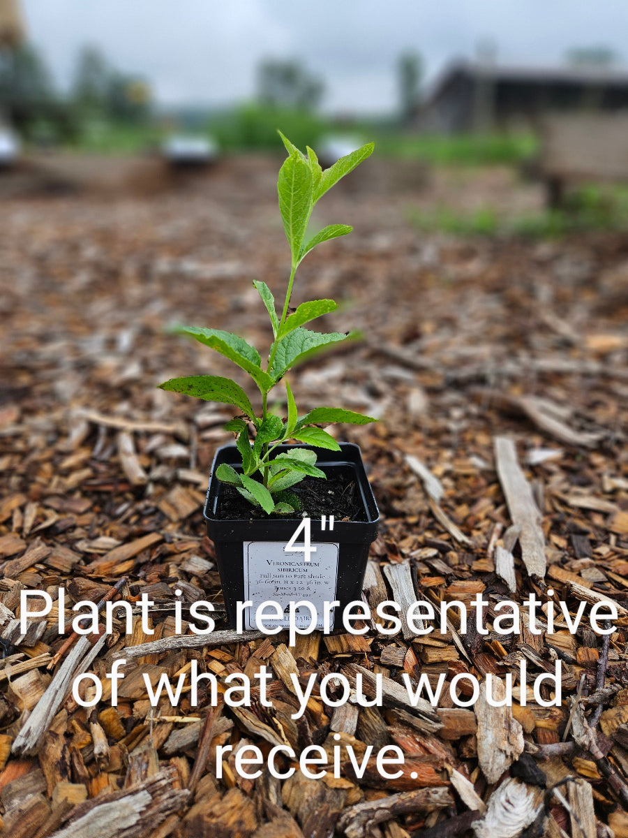 sale size plant in pot