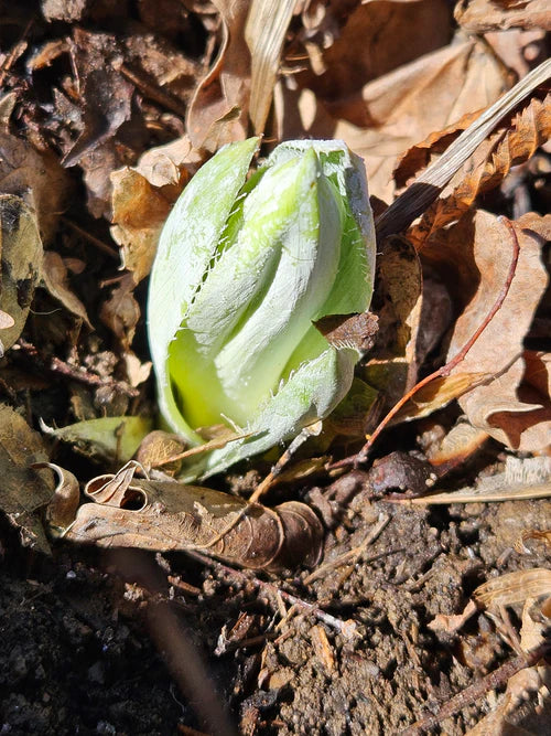 Dormant plant emerging from ground