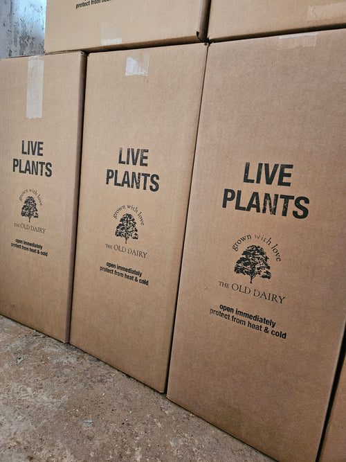 Shipping boxes at The Old Dairy Nursery
