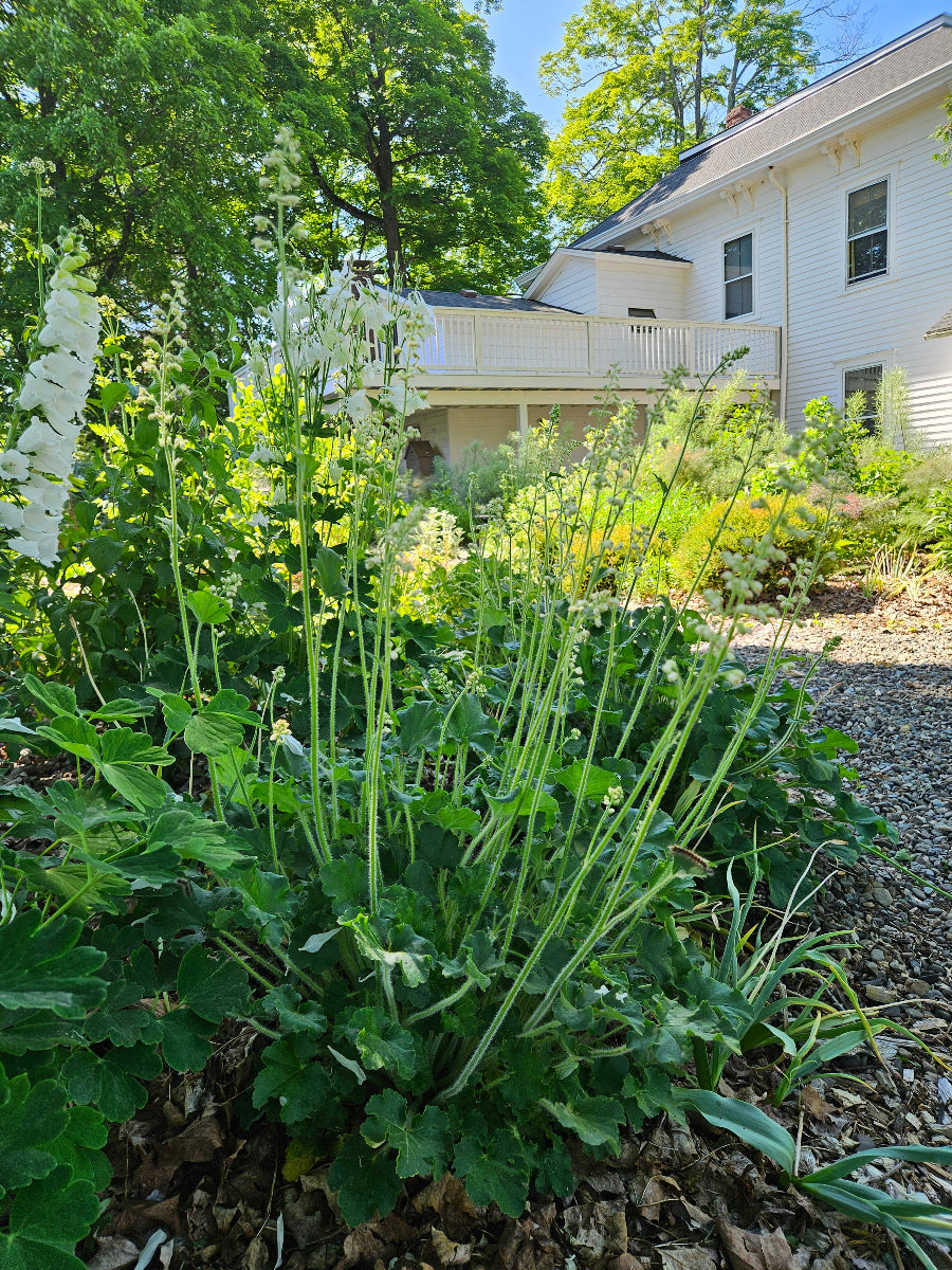 heuchera in bloom in garden