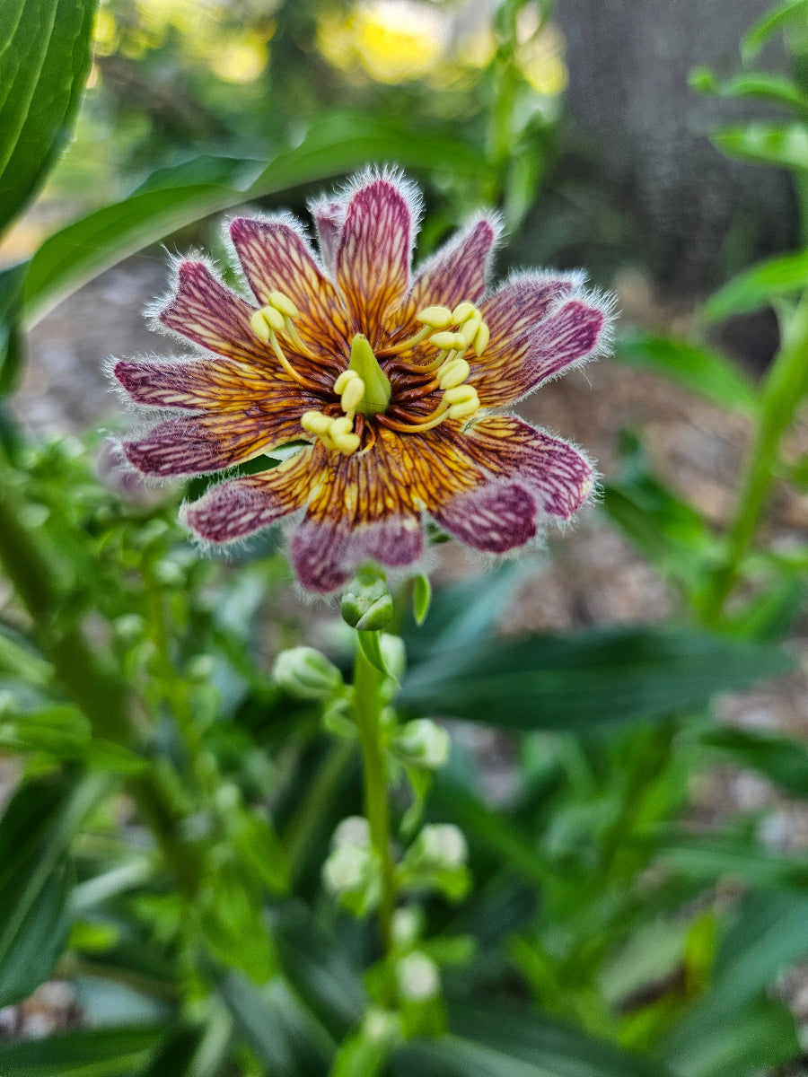 Digitalis ferruginea peloric flower