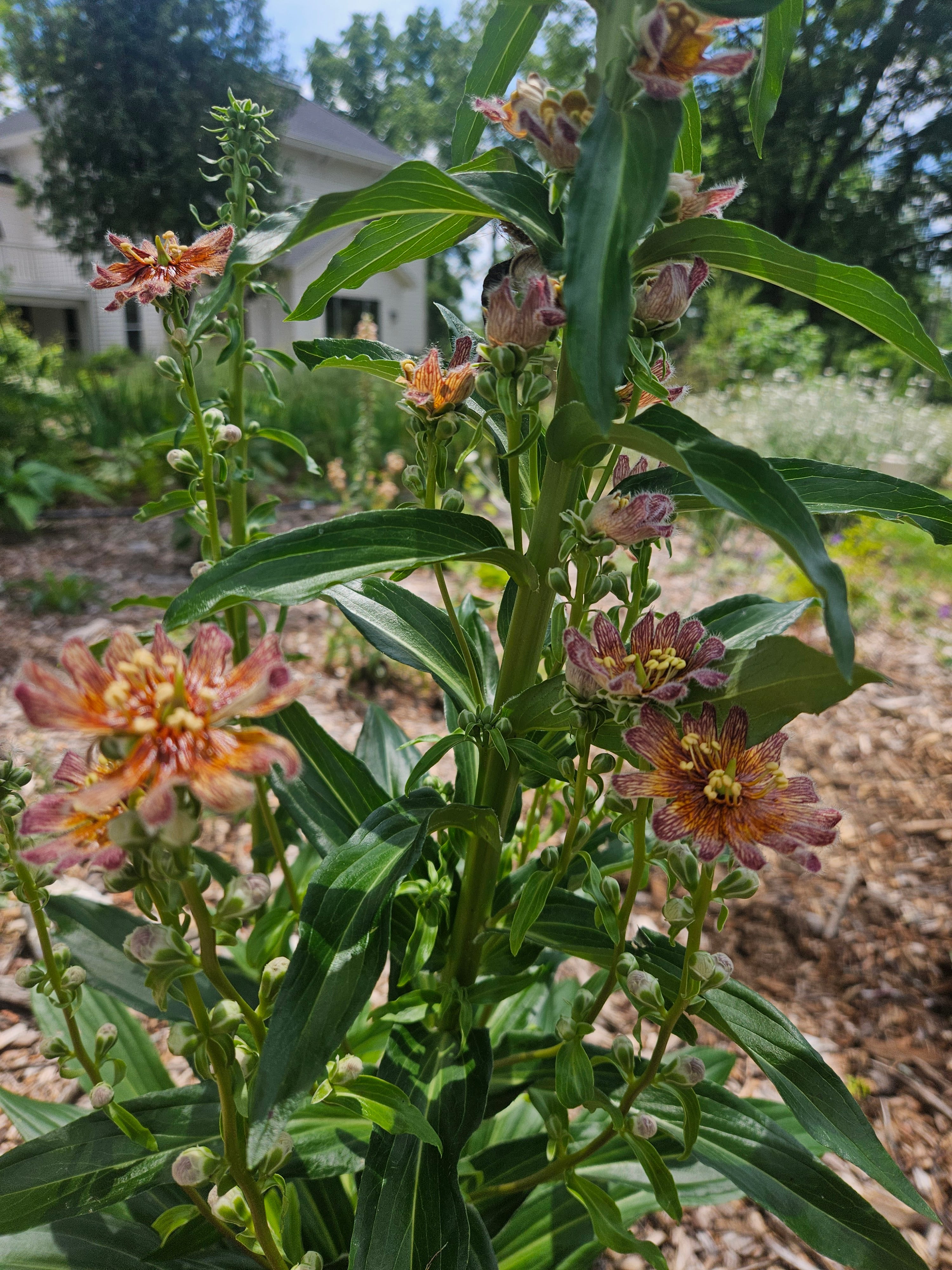 Digitalis ferruginea peloric flowers