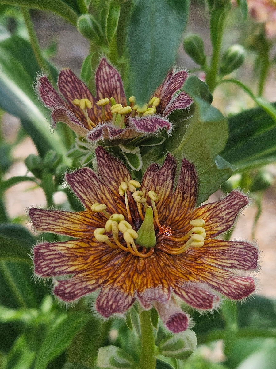 Digitalis ferruginea peloric flower