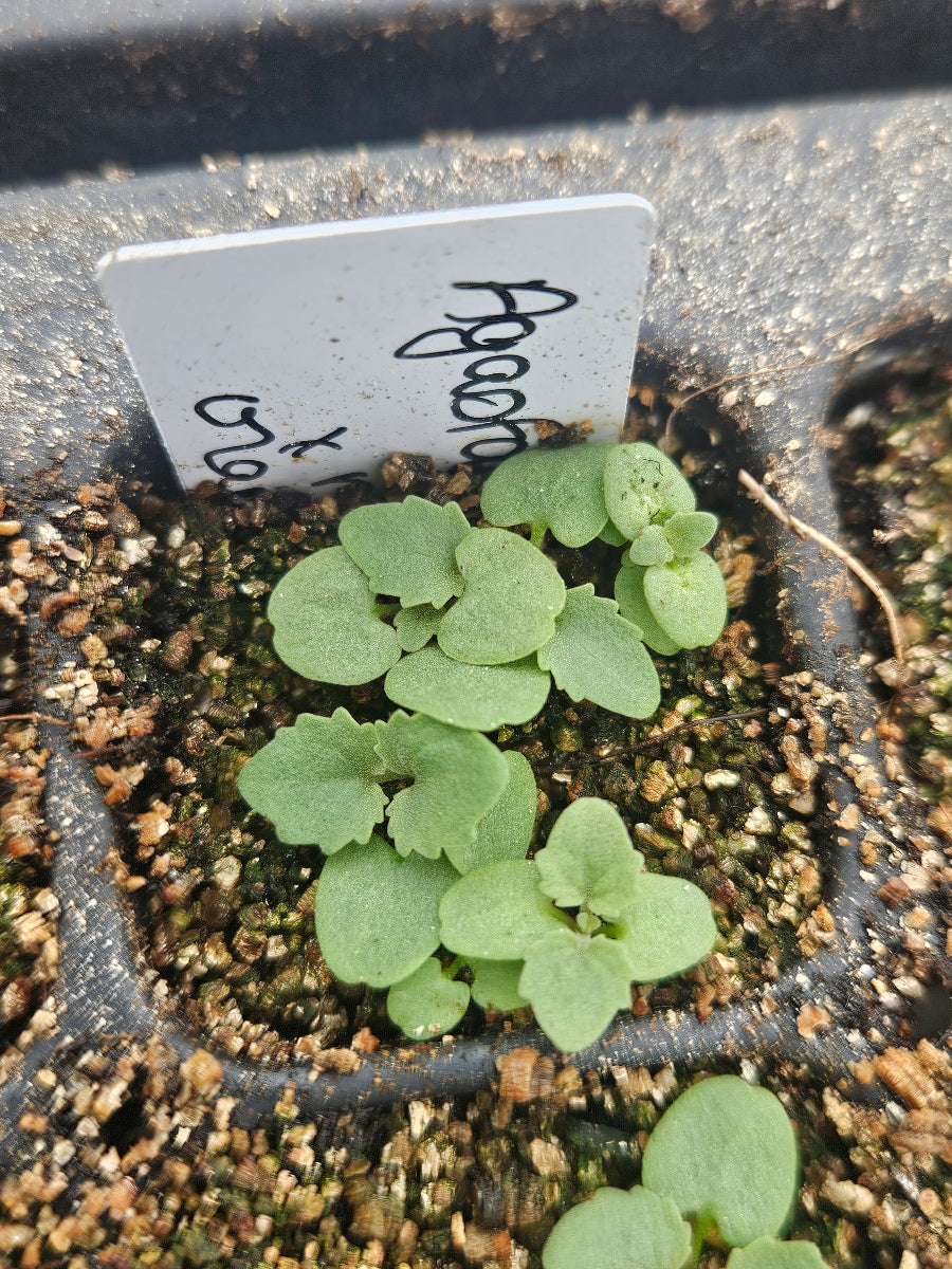 agastache cana x rupestris seedlings