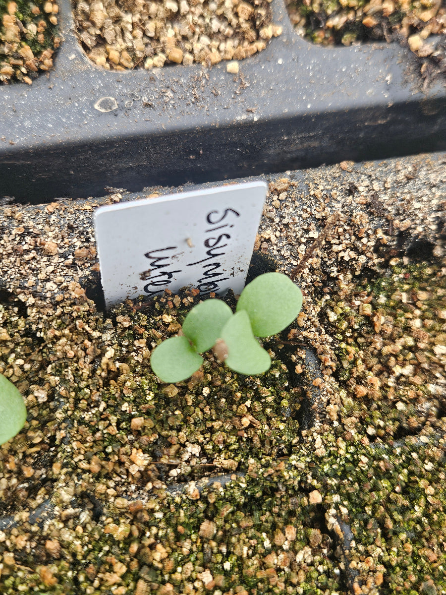 sisymbrium luteim seedlings