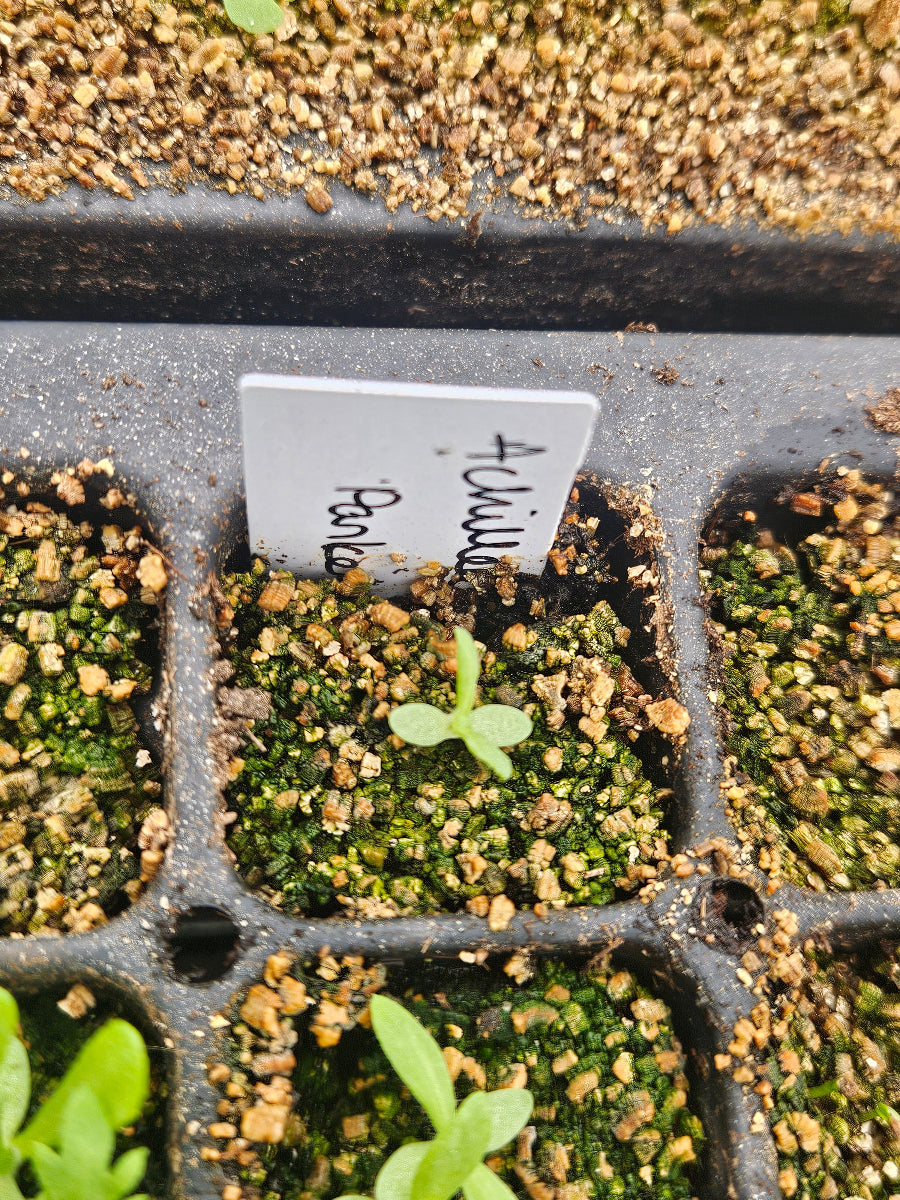 Achillea seedling