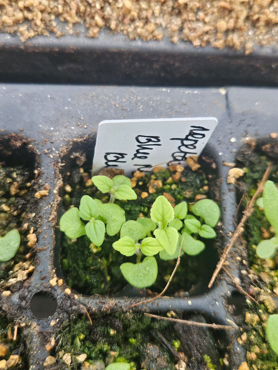 nepeta blue moon seedlings