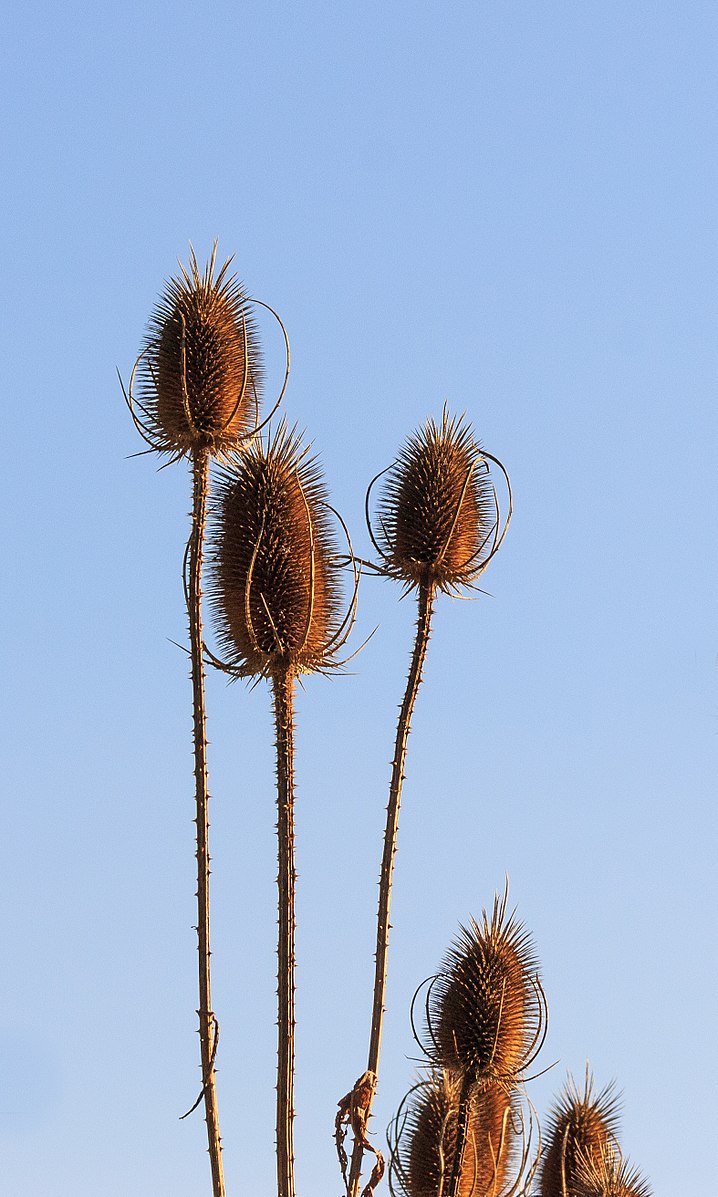 Dipsacus sativus (Fuller&