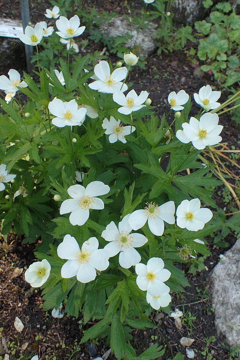 Anemone virginiana (thimbleweed) form