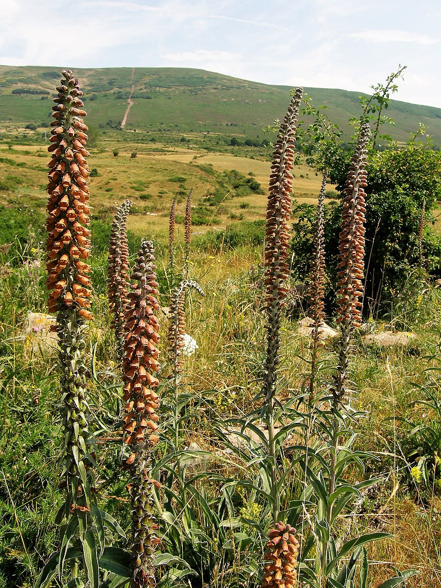 Digitalis parviflora in natural setting