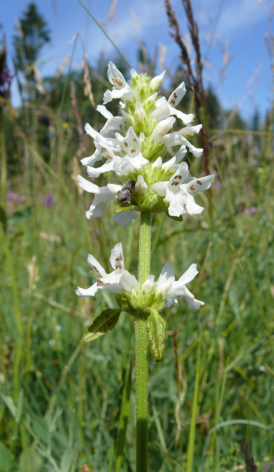 White betony wildflower in a grassy field with a blue sky background