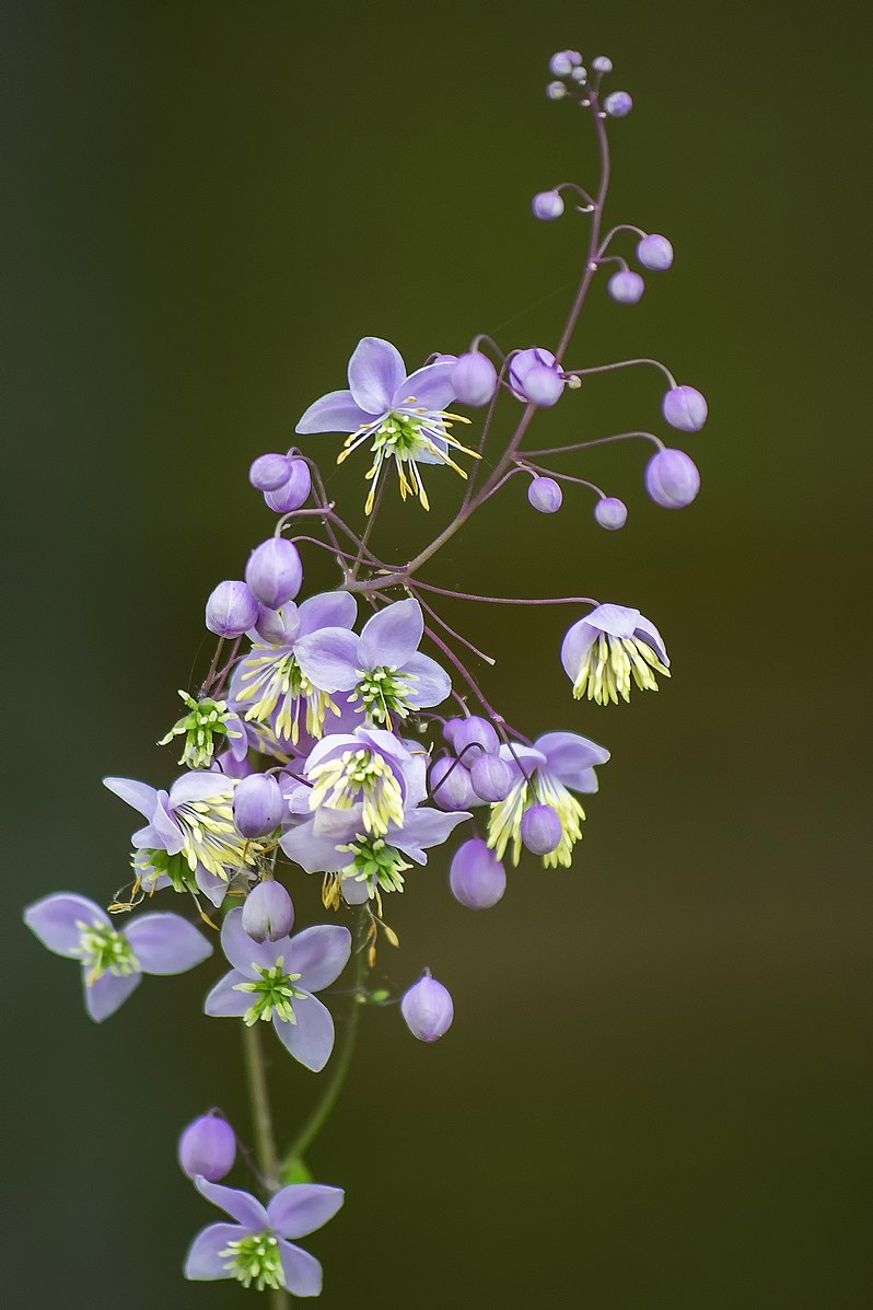 lavender mist meadow rue seeds Thalictrum rochebrunianum