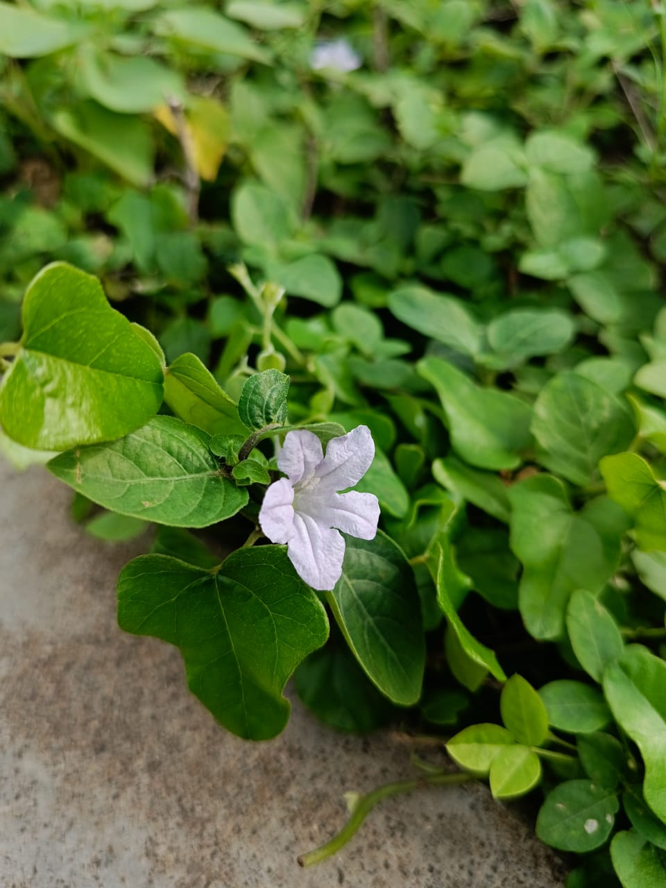 White Wild petunia (Ruellia humilis) flower surrounded by green leaves on a concrete surface