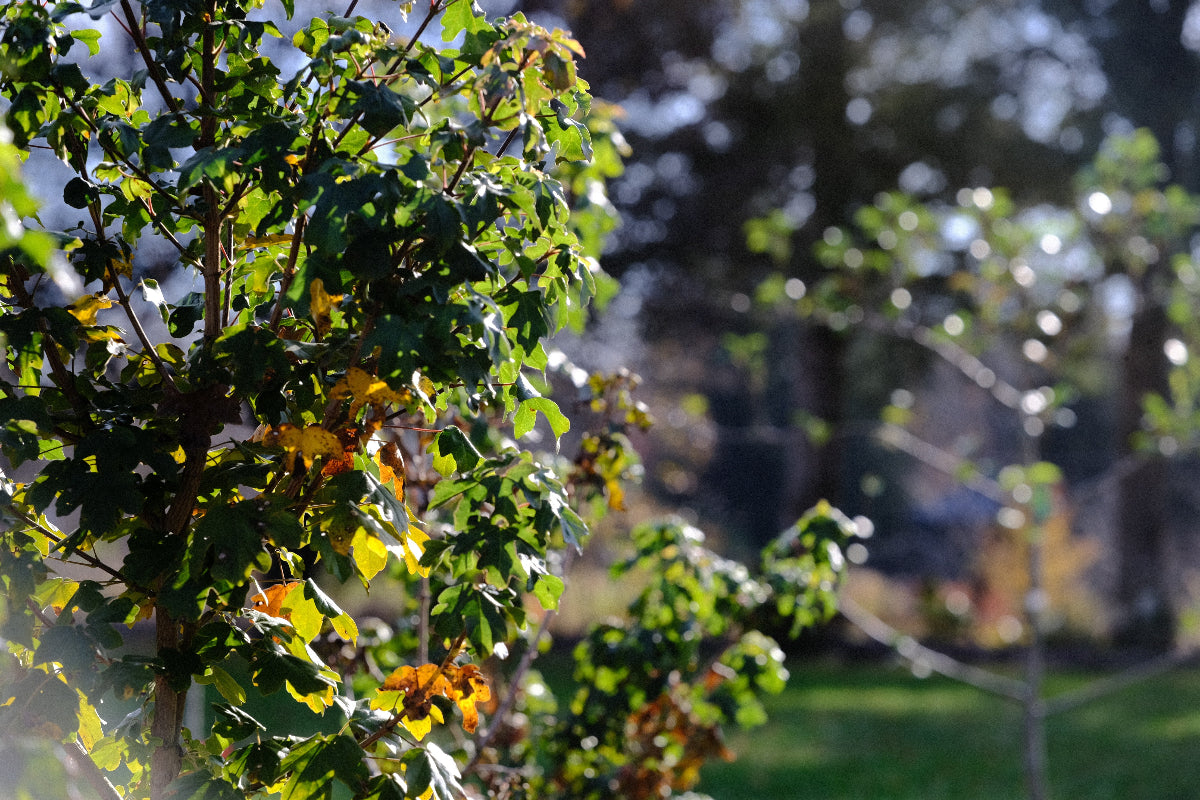 young Acer campestre hedge at The Old Dairy Nursery in late fall
