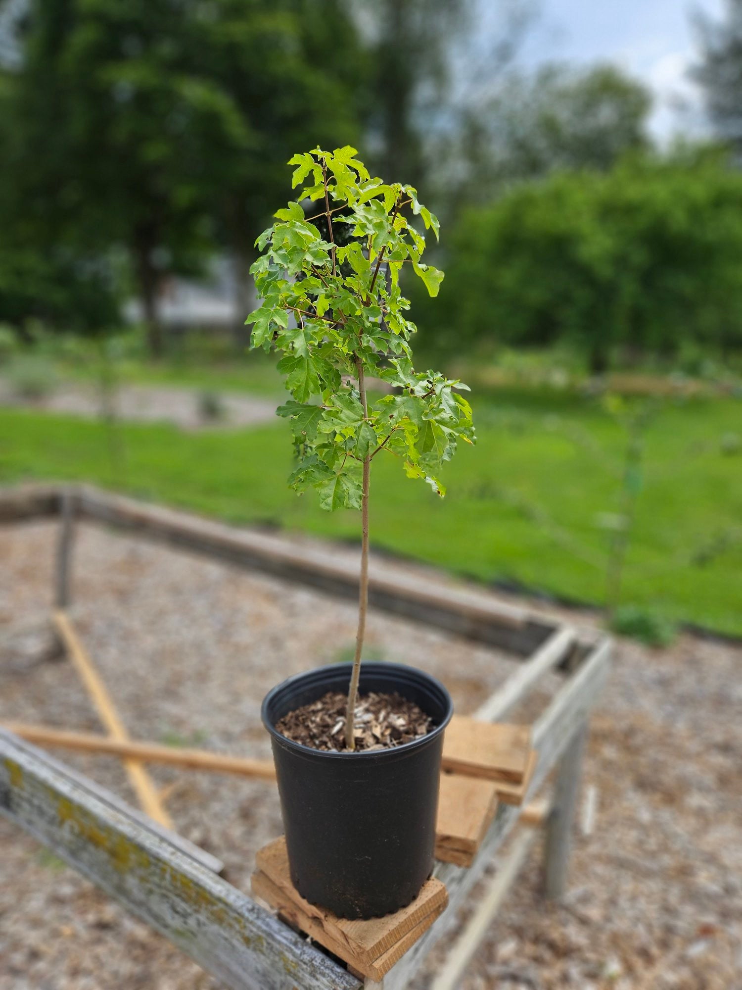 Acer campestre The Old Dairy Sale Size 2023