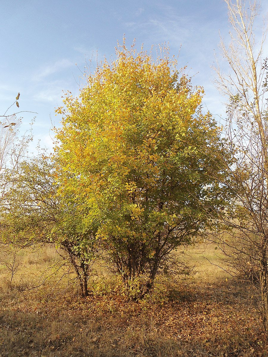 Acer campestre fall color