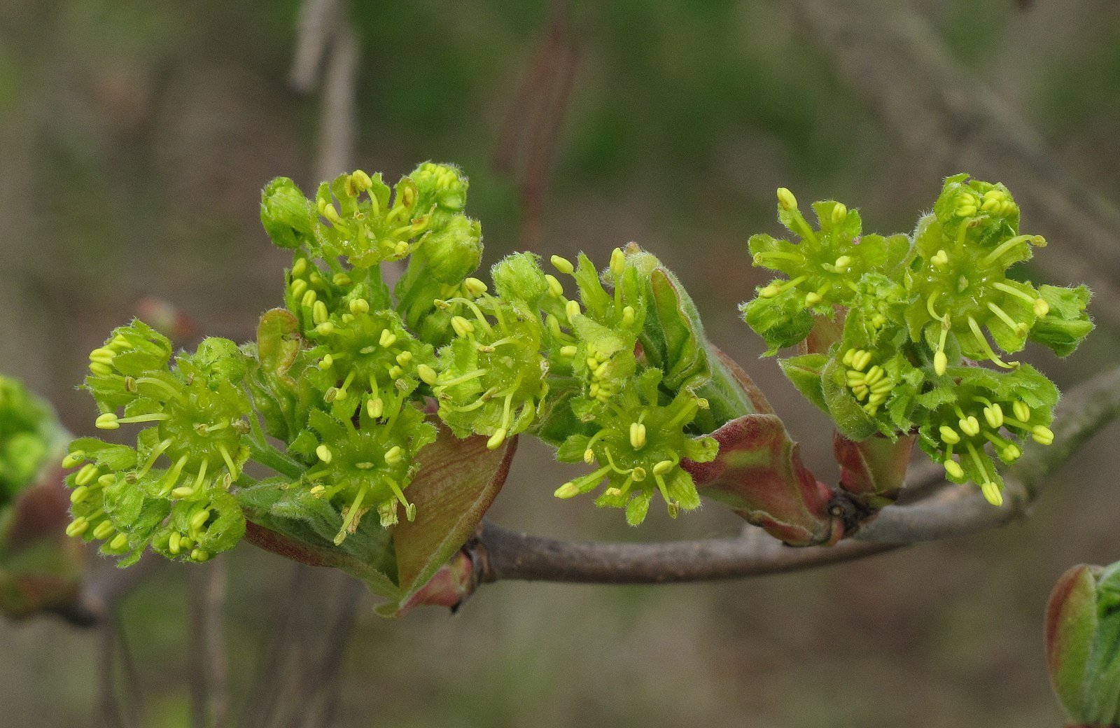 Acer campestre in bloom