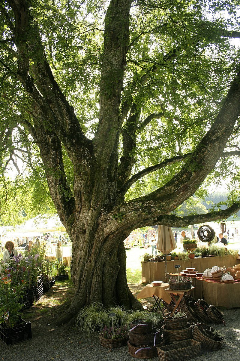 Acer campestre - mature form