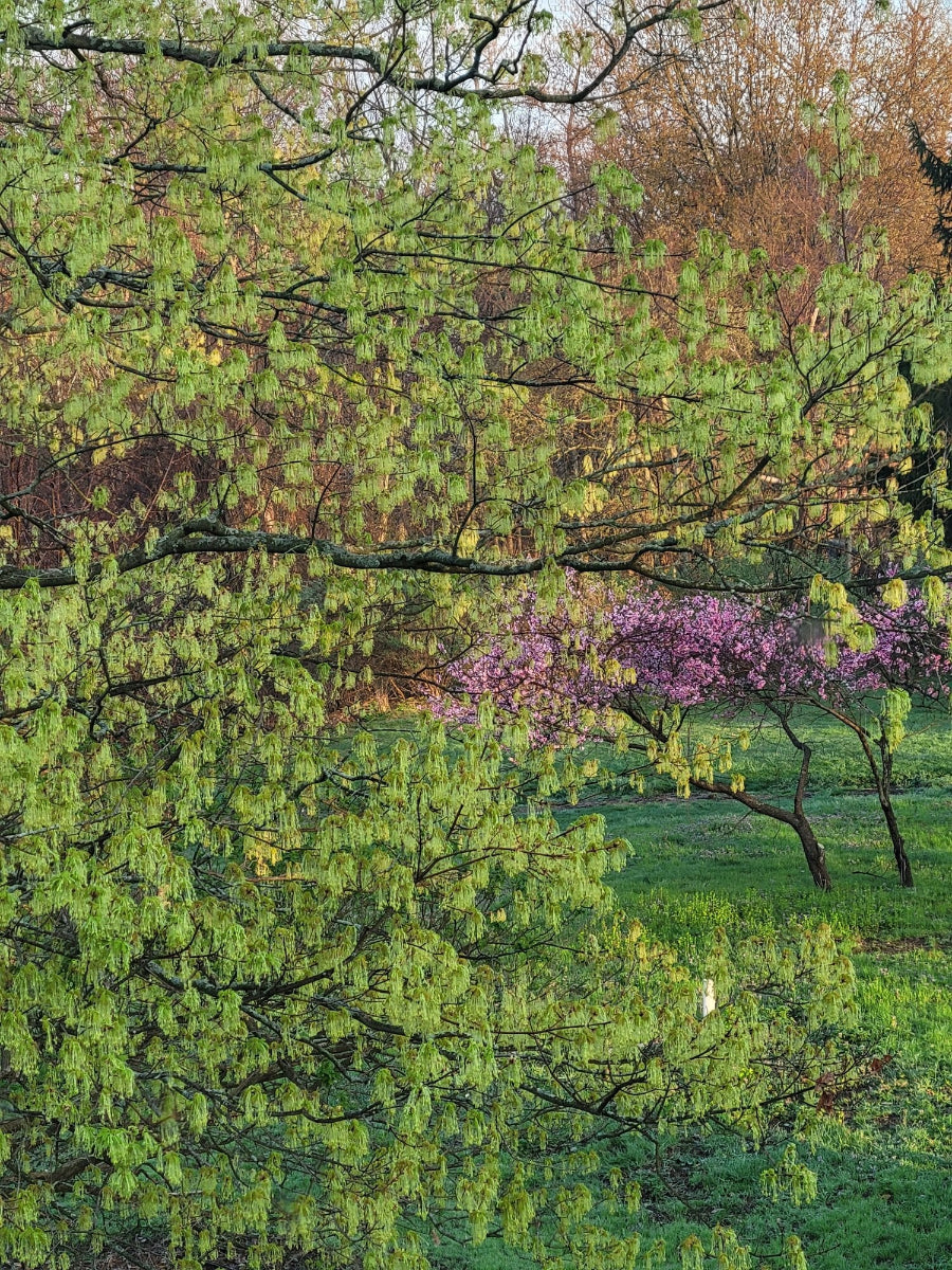 Acer saccharum in bloom at The Old Dairy