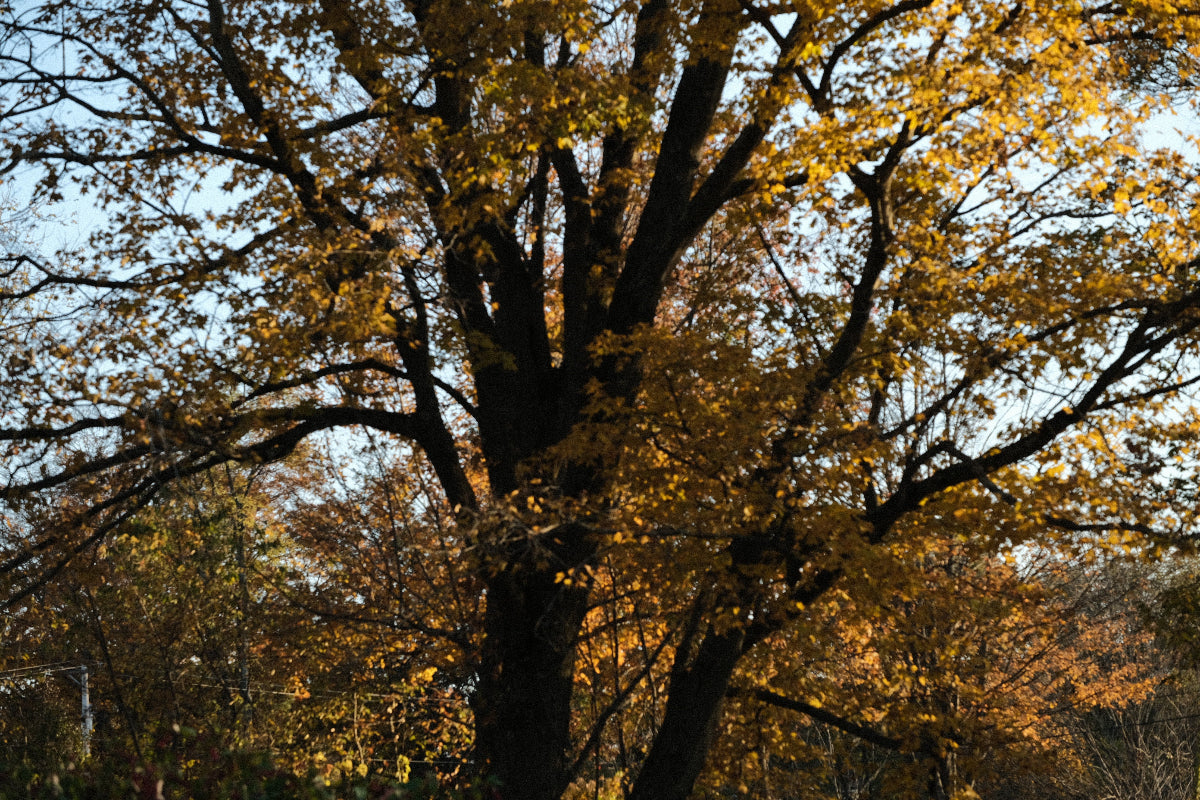 Acer saccharum golden fall foliage