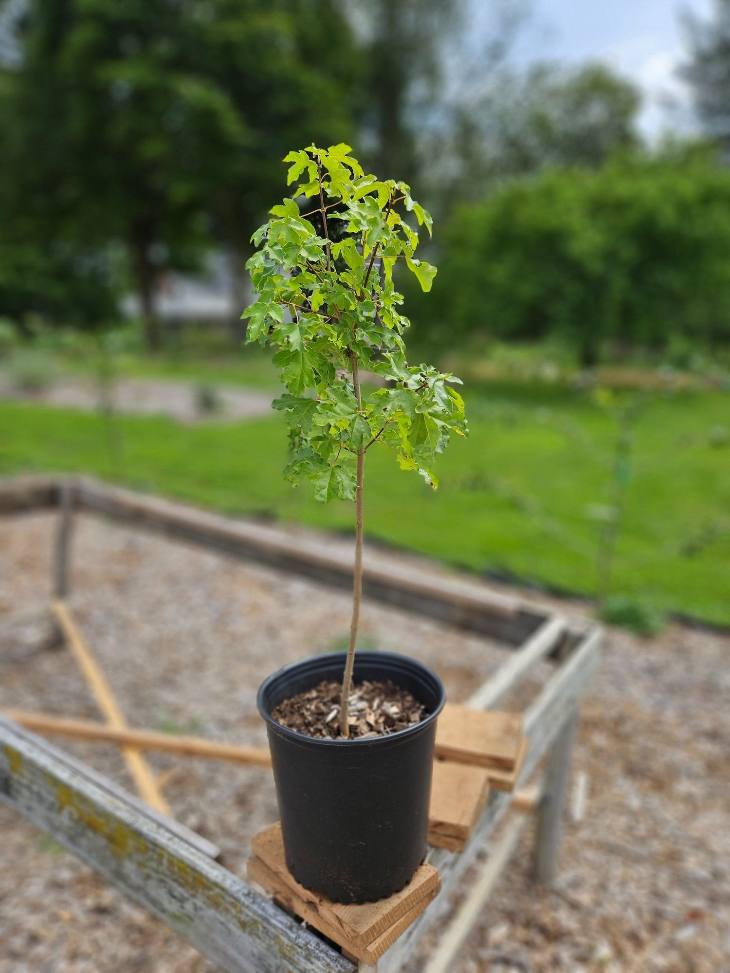Acer triflorum The Old Dairy Sale Size