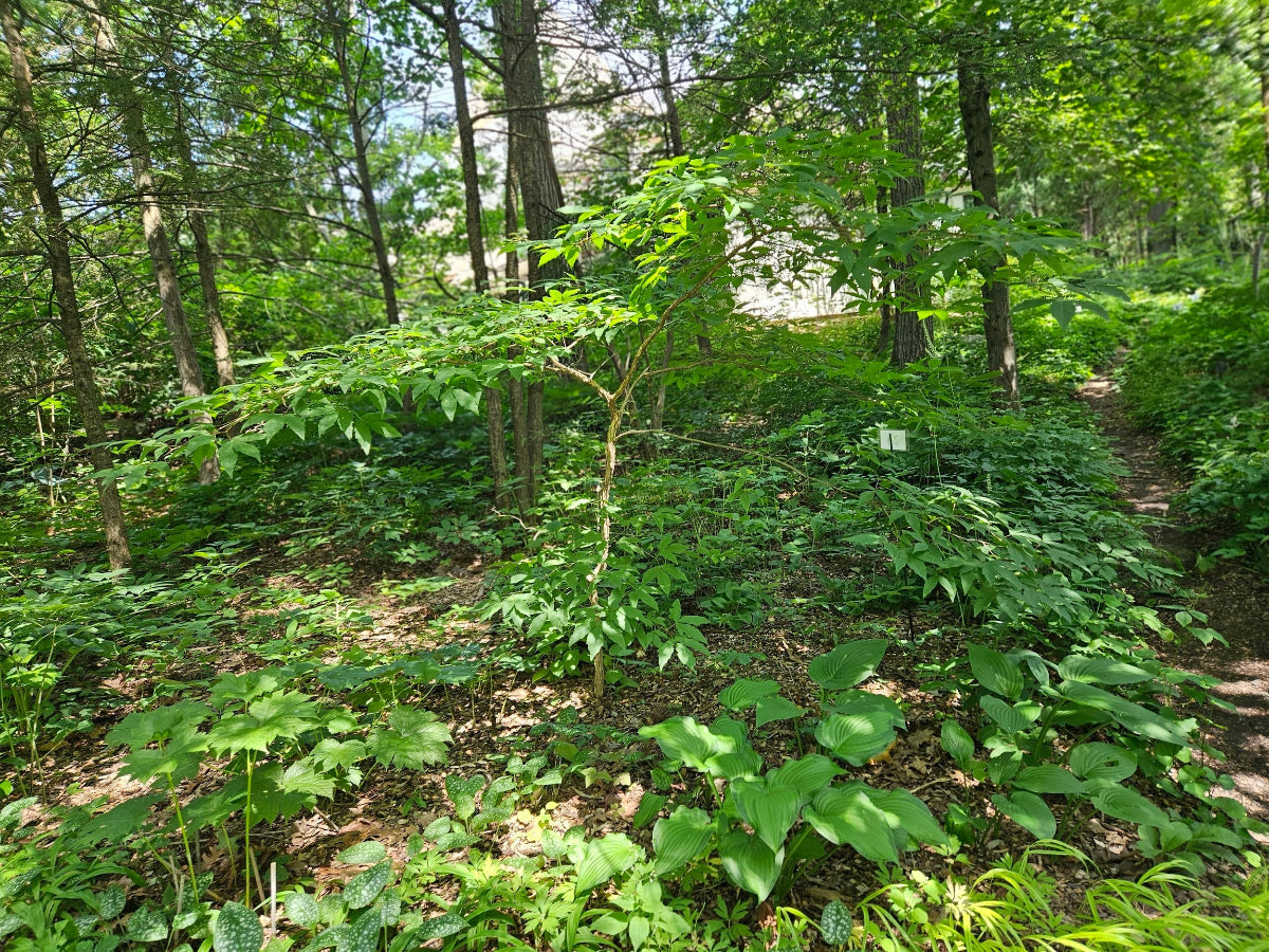 Acer triflorum in the forest