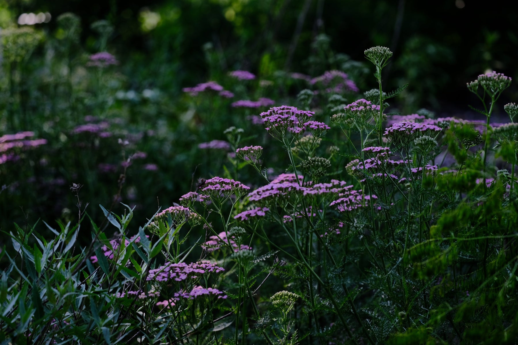 Achlilea millefolium 'Cerise Queen' pink flowers in the garden