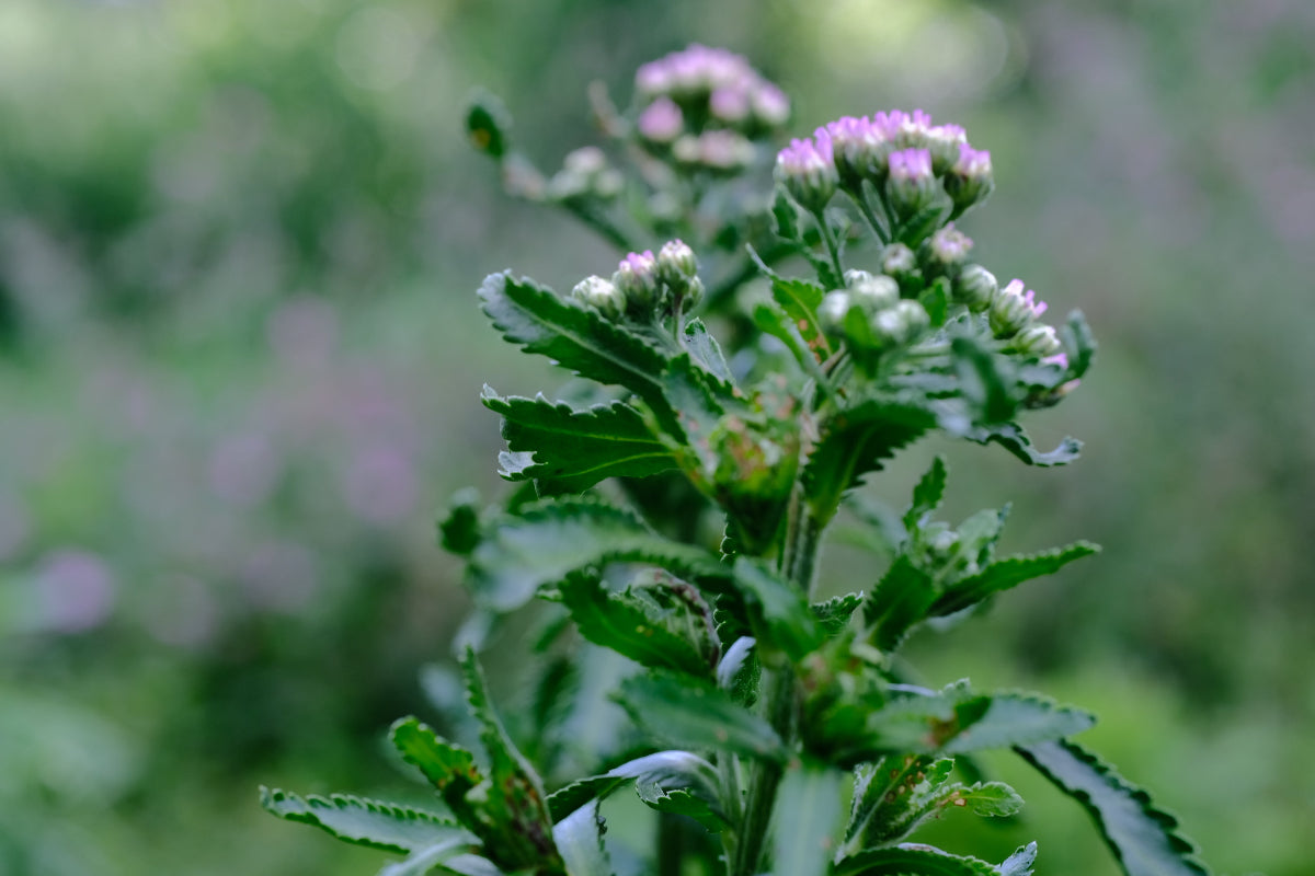 Achillea sibirica &