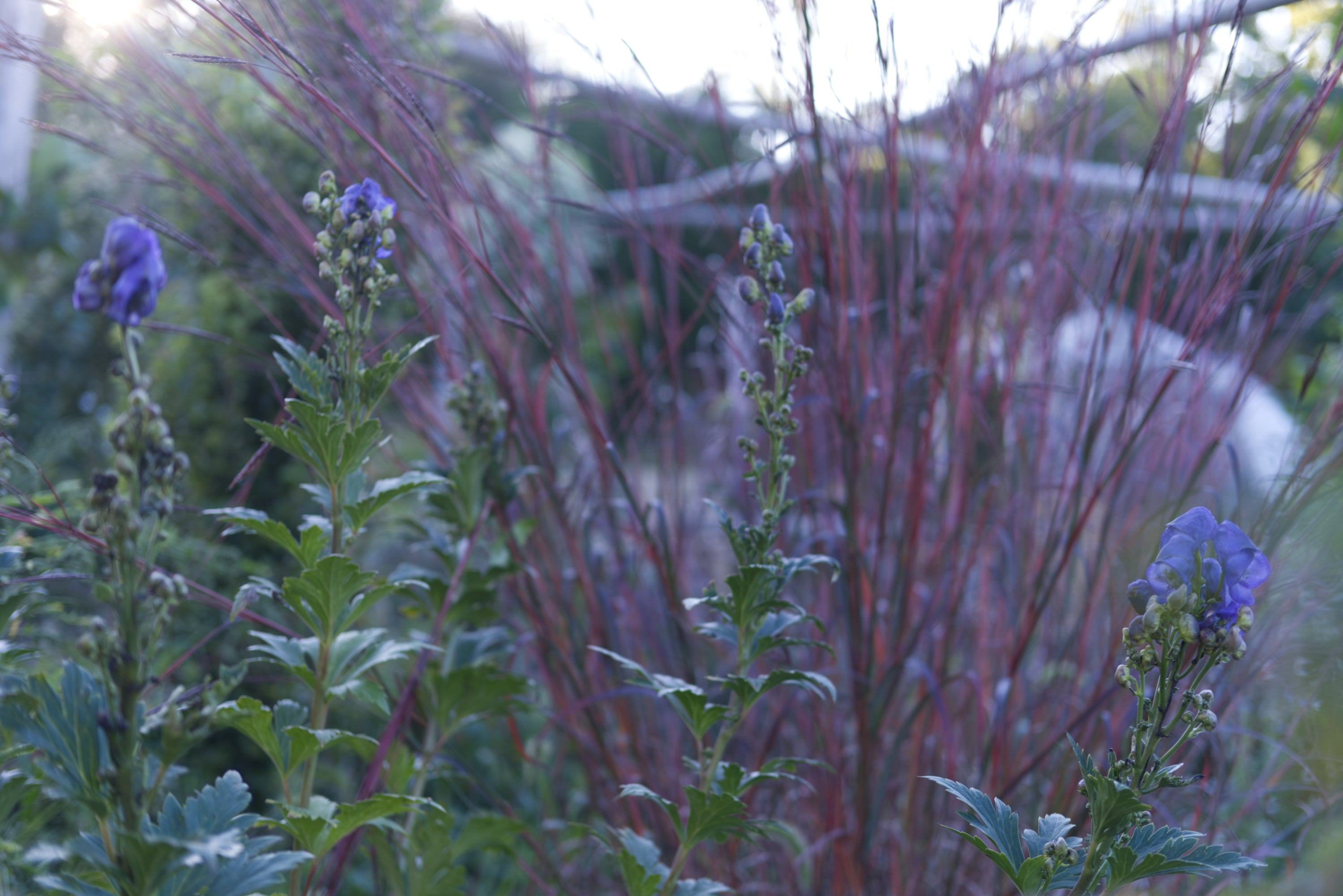 Aconitum fischeri in the garden with red grasses