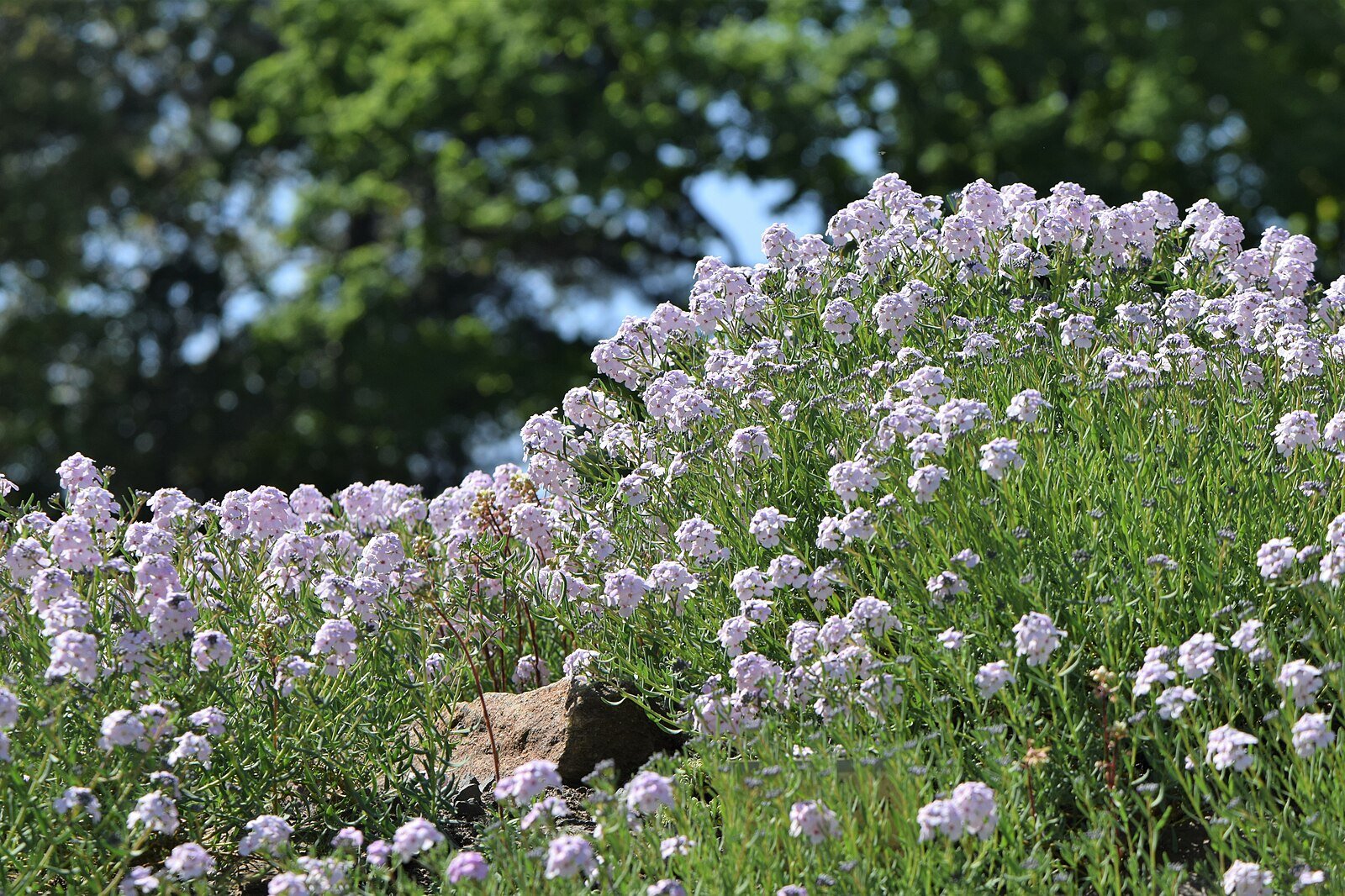 Aethionema grandiflorum in bloom